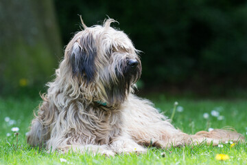 Catalaanse herder / Gos d'atura Catala Reu