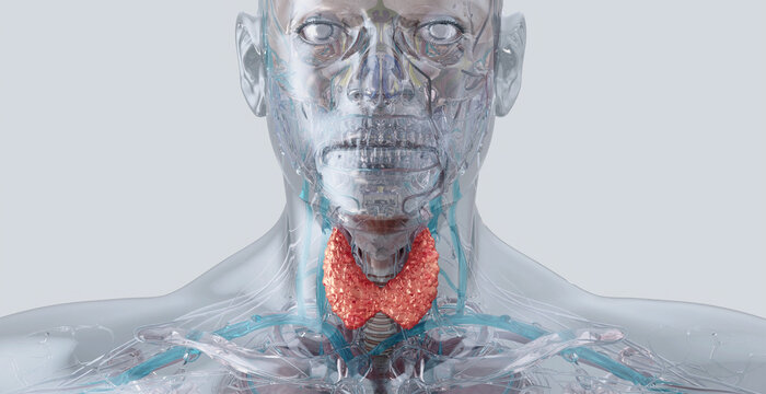 Thyroid gland, an essential endocrine organ, produces hormones that regulate metabolism. Hashimoto disease, thyroid nodules, goiter, thyroid cancer. Thyroid gland medical anatomical 3d illustration