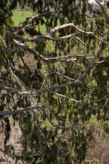 Green coniferous trees in Cupressaceae, cypress family. Wild plant, natural background. Thuja tree branches.