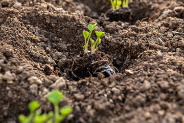 Planting ranunculus flowers. Flower bed with presprouted Ranunculus corms or Persian buttercup seedlings.