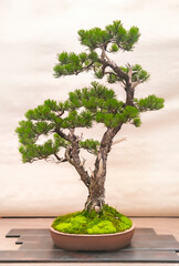 Elegant Bonsai Tree with Moss in Pot on Wooden Display Stand