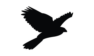 Flying Hawk Bird Silhouette Design  And Vector Illustration. 