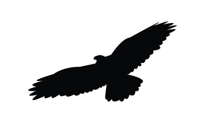 Flying Hawk Bird Silhouette Design  And Vector Illustration. 