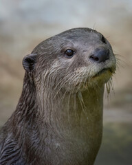 Fototapeta premium close up of a seal
