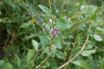 Close-up of a purple goji flower surrounded by green leaves and stems.