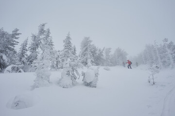 Man in red jacked and snow-covered cedar trees completely shrouded in snow. Harsh winter, high precipitation. Absence of color in nature. Siberia forest, sharply continental climate, long cold winter