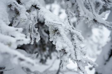 Frozen, completely snow covered branch of a coniferous tree. Cold weather winter background.