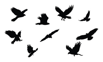 Flying Hawk Bird Silhouette Design  And Vector Illustration. 