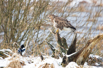 A buzzard sitting on a tree stump and a magpie