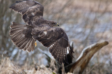 Close-up of a flying buzzard