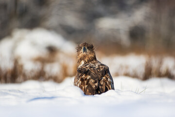 A white-tailed eagle in the snow looking back