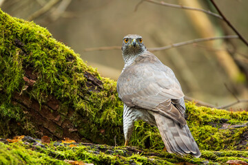 A hawk perched on mossy branches looking back