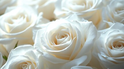 White roses graphics pattern flower.