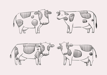 Cute cow, cattle cartoon icon character maskot vector illustration collection. Isolated on background.