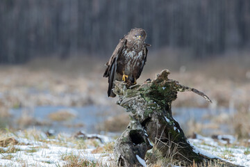 Ruffled buzzard sitting on a tree stump in winter
