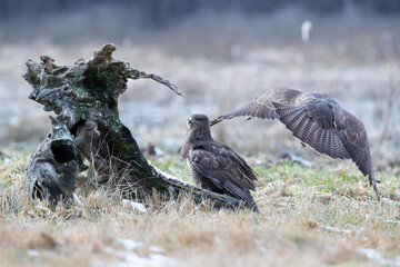 Two buzzards near a tree stump in a meadow