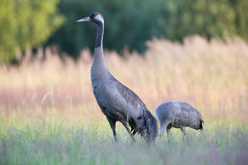 Two cranes on a summer morning