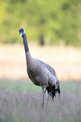 Fototapeta premium A crane peeking curiously on a summer morning