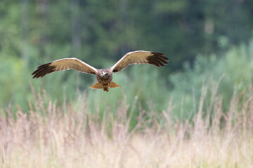 A beautiful bird of prey tilts its head in flight