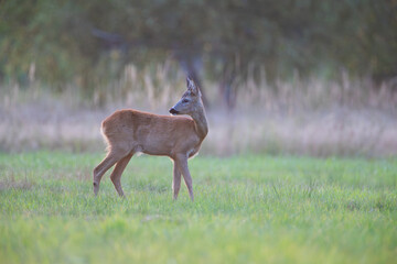 A deer buck in a meadow looking back