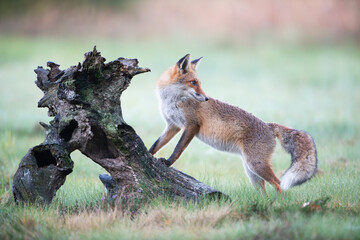 A fox climbing an old stump looking back