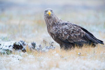 A large bird of prey looking into the camera