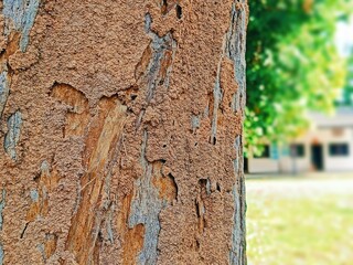 Termite nest on a tree in the park, Termite mound on a tree in a rain forest with high humidity.
,birch tree bark texture in a natural forest setting with moss and detailed patterns.