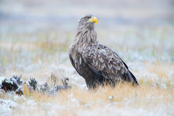 A proud eagle sitting on a winter meadow
