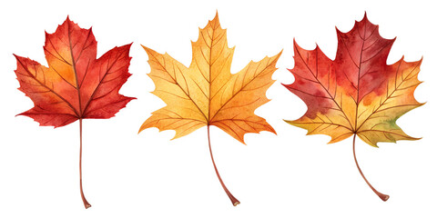 Fototapeta premium autumn maple leaf leaves watercolor set painting drawing cut out isolated on white background