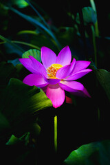 Chinese beauty: Pink lotus blooming in sunlight with green leaf