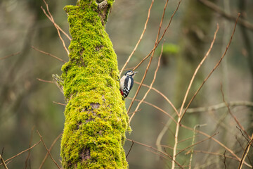 A woodpecker sitting on a mossy tree
