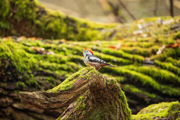 A woodpecker sitting among mossy branches