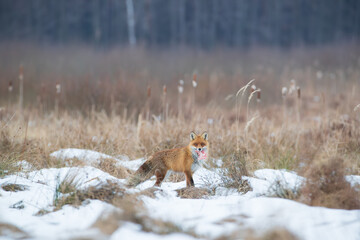 A fox with prey in its mouth, looking curiously