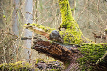 A ruffled hawk among broken branches