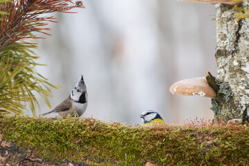 Two little birds on a mossy stump
