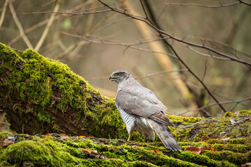 A hawk on the trunk of a fallen tree