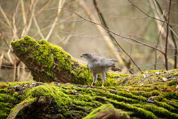 A hawk among the broken branches of a mossy tree