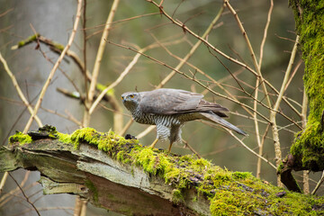 A hawk on a broken branch of an old mossy tree
