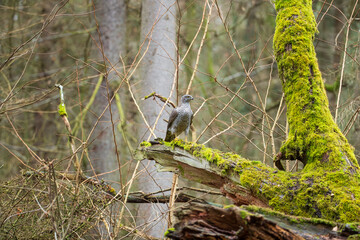 Landscape with a hawk in an old mossy forest