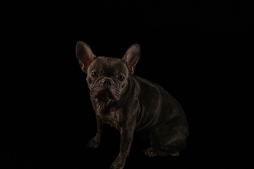 bulldogge französische