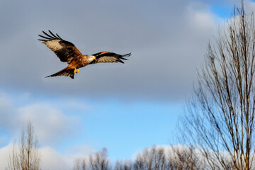 Un nibbio reale (Milvus milvus) in volo scruta la campagna in cerca di prede.