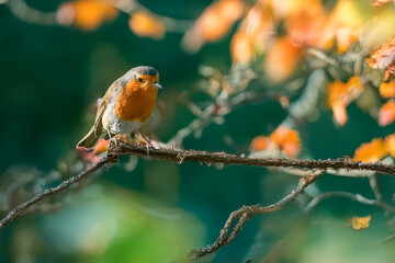 Pettirosso (Erithacus rubecula) appollaiato su un ramo sottile in una soleggiata giornata autunnale.