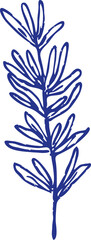 Thyme hand drawn illustration