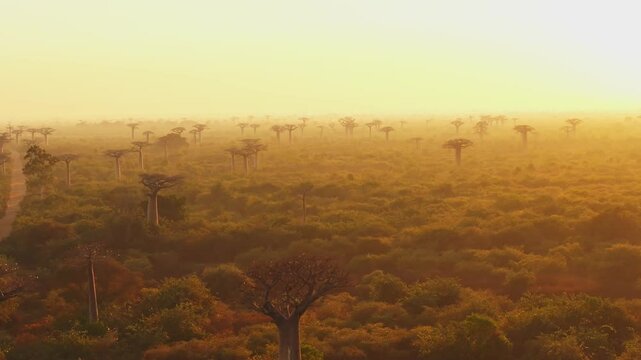 The rising sun casts long shadows from the majestic baobab trees lining Avenue of the Baobabs, a dirt road in Madagascar. A hazy, golden light bathes the landscape