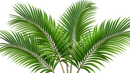 Fototapeta premium Vibrant green palm leaves display intricate patterns and textures in a symmetrical arrangement. The bright white background enhances the natural beauty and freshness of the foliage