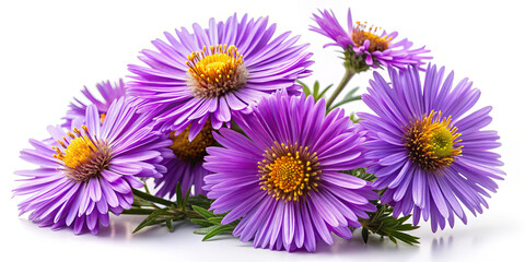 Fototapeta premium A vibrant cluster of purple asters with bright yellow centers is arranged on a clean white background, ideal for spring decoration or floral arrangements, highlighting their natural beauty