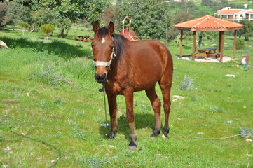 The beautiful Animal Brown Horse on the farm
