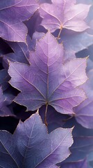 A cluster of semi-transparent purple maple leaves with elegant gold-trimmed edges.