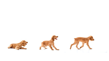 English Cocker Spaniel puppy on a white background