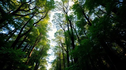 Lush Forest Canopy Upward View - Vibrant Colors, Deep Mood
